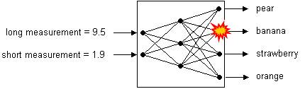 A neural network that classifies fruit is shown diagrammatically. On the left are inputs, long measurement (9.5) and short measurement (1.9). On the right are outputs: pear, banana, strawberry and orange. Between are represented three layers of neurons – two input neurons, three intermediate neurons and four output neurons – and their interconnections. In this case, the output neuron that represents banana has fired.